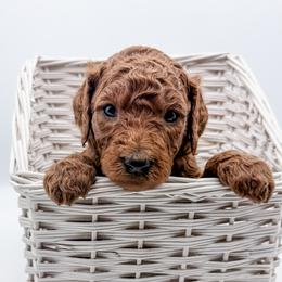 Ramen - Red  male Goldendoodle puppy in Mecklenburg County, North Carolina from Rustic Road Doodles