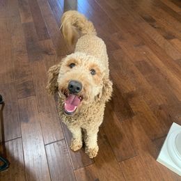 Labradoodle All Grown Up from Faulkner Doodles