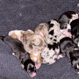American Corgi Puppies from 5H Corgis