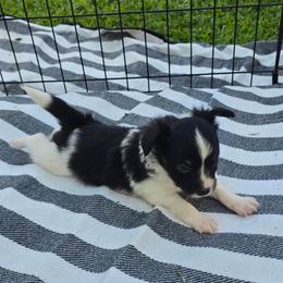 Benny - White black and tan male Papillon puppy in Hollister, Missouri from Swan Creek Kennel