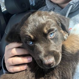 Latte - Australian Shepherd