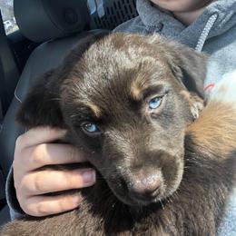 Latte - Australian Shepherd