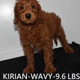 KIRIAN - Red  male Goldendoodle puppy in Jasper, Indiana from Hilltop Pups By Abby, LLC