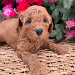 Purple - Red  female Goldendoodle puppy in Caldwell, Idaho from Idaho Mini Doodles