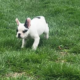 French Bulldog Puppies from Absolute Frenchie Connection