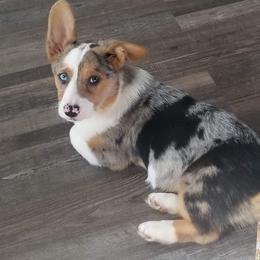 Border Collie and Pembroke Welsh Corgi Puppies from Bonderosa Kennels