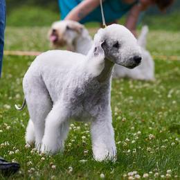 Augustali - Bedlington Terrier