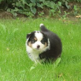 Diadem Secret X Bolo - Black tri female Miniature American Shepherd puppy in Tiskilwa, Illinois from First Harmony Farms