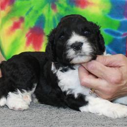 Riley - Black and white male Portuguese Water Dog puppy in Beatrice, Nebraska from Success Portuguese Water Dogs
