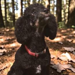 Roxie - Poodle