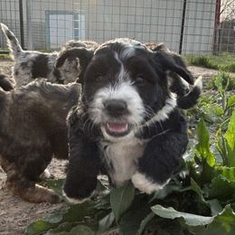 Aussiedoodles, Australian Shepherds, and Poodles from Barefoot Kennel