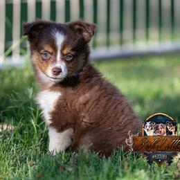 Coral - Red tri female Toy Australian Shepherd puppy in Granbury, Texas from Best Little Aussies