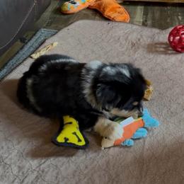 Rex - Blue merle male Miniature Australian Shepherd puppy in Fort Smith, Arkansas from Rye Hill Aussies