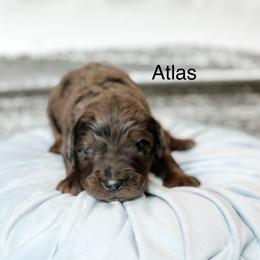 Atlas - Merle male Goldendoodle puppy in Pasco, Washington from Camp Doodle Woods