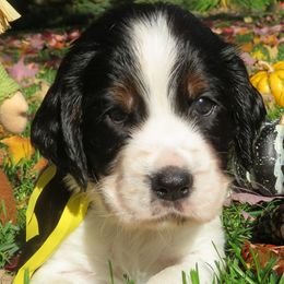 English Springer Spaniels from MN Whispering Pines Springers