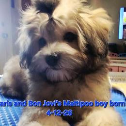 Crumpet - Silver beige male Maltipoo puppy in Middleburg, Florida from The Aristocratic Puppy Patch