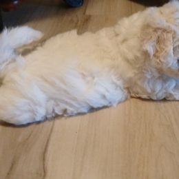 Bichon Frise Puppies from My Beautiful Bichons