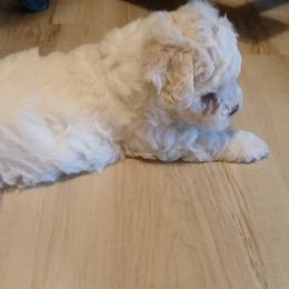 Bichon Frise Puppies from My Beautiful Bichons