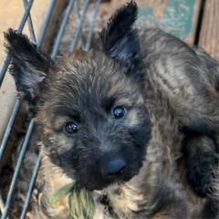 Belgian laekenois puppy Mr. Emerald - Fawn sable male Belgian Laekenois puppy in Ball Ground, Georgia from Coswald's