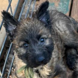 Belgian laekenois puppy Mr. Emerald - Fawn sable male Belgian Laekenois puppy in Ball Ground, Georgia from Coswald's