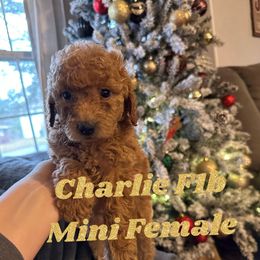 Charlie - Goldendoodle puppy in Missouri from B&C Goldendoodles