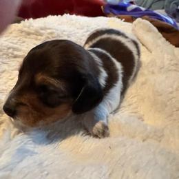 Oliver - Piebald male Dachshund puppy in Summit, South Carolina from Doxies4Paws