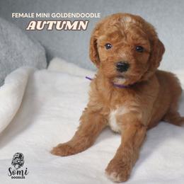Autumn - Red  female Goldendoodle puppy in Palmetto Bay, Florida from SOMIDOODLES