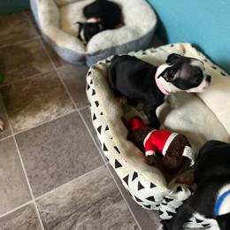 Boston Terrier Puppies from Baldwins Boston Terriers