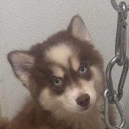 Buster - Chocolate male Pomsky puppy in Spring Hill, Florida from PDQ Pomskies