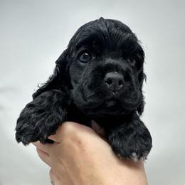 Bravery - Black male Cocker Spaniel puppy in Cincinnati, Ohio from Abundance of Joy LLC Cocker Spaniels