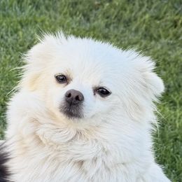 Pearl - White female Pomeranian puppy in Visalia, California from Exotic_fresita_poms