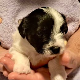 Roxy (Lt Pink) - Piebald female Morkie puppy in Martin, Tennessee from Danza Bolo