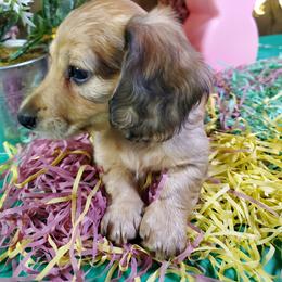 Caroline - Sable female Dachshund puppy in Mountain Grove, Missouri from Callaway Country Dachshunds