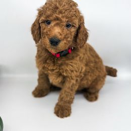Elfie - Red  male Goldendoodle puppy in O'fallon, Missouri from Rockin R Doodles