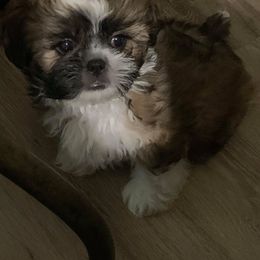 "Bailey's sweet Bentley" Shih Tzu Puppies from Bailey Belle Shih Tzu