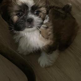 "Bailey's sweet Bentley" Shih Tzu Puppies from Bailey Belle Shih Tzu
