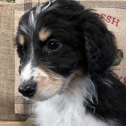 2 - Black tri-color female Aussiedoodle puppy in Tenino, Washington from Silvercreek Aussies and Aussiedoodles