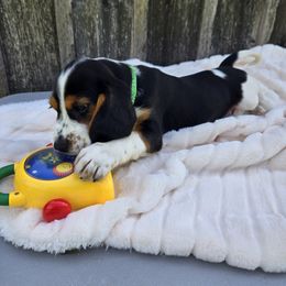Griffy - Black and white male Companion Cross puppy in Preston, Maryland from Katie's Pups