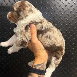 Sierra - Chocolate merle female Bernedoodle puppy in Horseshoe Bend, Idaho from Over the Moon Poodles and Doodles