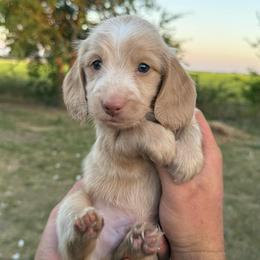 Boy 2 - Cream male Dachshund puppy in Krum, Texas from AG Dachshunds