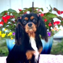 Daisy - Cavalier King Charles Spaniel