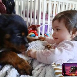 Rottweiler Puppies from Sunset State Rotts