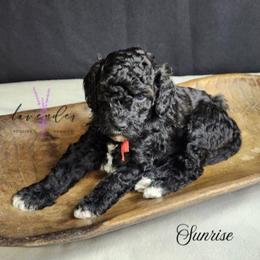 Sunrise - Black female Cockapoo puppy in Mancelona, Michigan from Lavender poodles & doodles