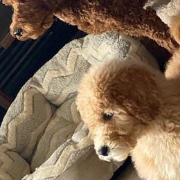 Goldendoodles from Whitty Doodles