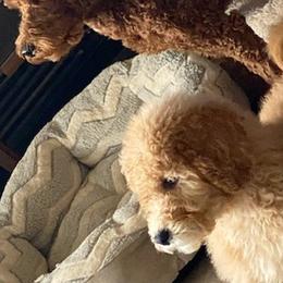 Goldendoodles from Whitty Doodles