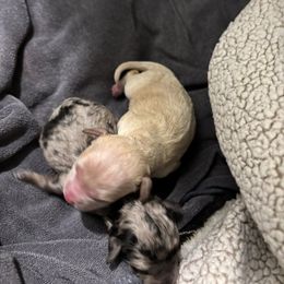 Apricot - Apricot male Goldendoodle puppy in Fort Myers, Florida from Daisy Doodles LLC