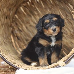 Aussiedoodle and Poodle Puppies from Cedar Wood Farms