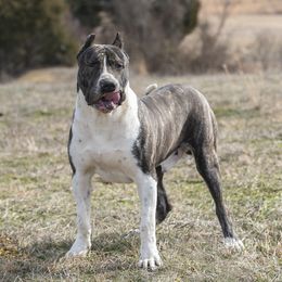 Canario - Perro de Presa Canario