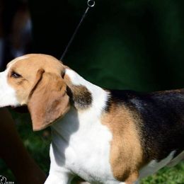 Beagles from Meadow Crest Beagles