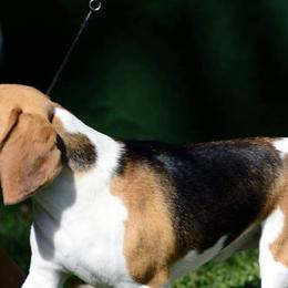Beagles from Meadow Crest Beagles